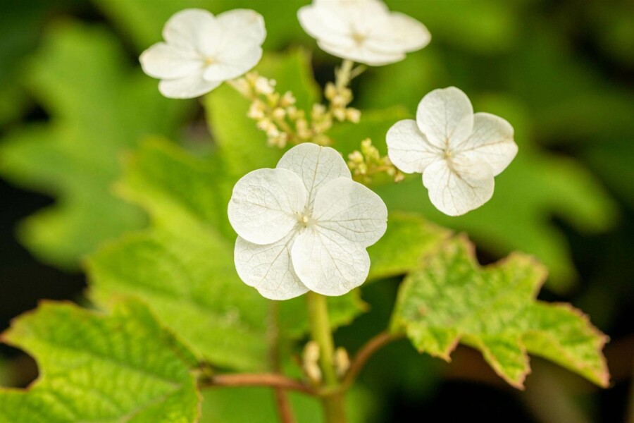 Eichenhortensie Hydrangea quercifolia 'Ruby Slippers' strauch 40-50 C3 Hydrangea quercifolia 'Ruby Slippers' Strauch 40-50 cm