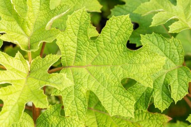 Eichenhortensie Hydrangea quercifolia 'Ruby Slippers' strauch 40-50 C3 Hydrangea quercifolia 'Ruby Slippers' Strauch 40-50 cm