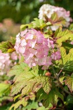 Eichenhortensie Hydrangea quercifolia 'Snow Queen' strauch Hydrangea quercifolia 'Snow Queen' Strauch