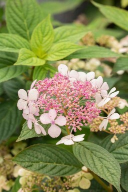 Japanische hortensie Hydrangea serrata 'Bluebird' strauch Hydrangea serrata 'Bluebird' Strauch