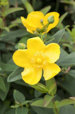 Johanniskraut Hypericum 'Hidcote' strauch Hypericum 'Hidcote' Strauch