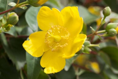 Johanniskraut Hypericum 'Hidcote' strauch Hypericum 'Hidcote' Strauch