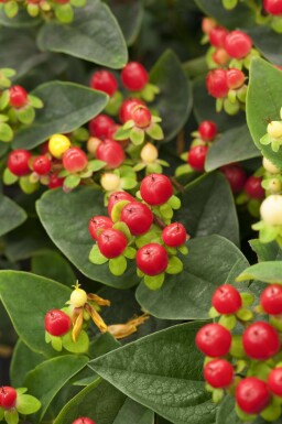 Johanniskraut Hypericum 'Miracle Attraction' strauch Hypericum 'Miracle Attraction' Strauch