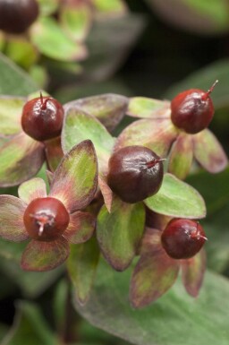 Tüpfeljohanniskraut Hypericum 'Miracle Night' strauch Hypericum 'Miracle Night' Strauch
