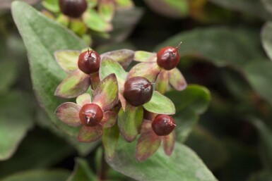Tüpfeljohanniskraut Hypericum 'Miracle Night' strauch Hypericum 'Miracle Night' Strauch