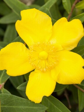 Johanniskraut Hypericum 'Peter Dummer' strauch Hypericum 'Peter Dummer' Strauch