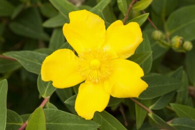 Johanniskraut Hypericum 'Peter Dummer' strauch Hypericum 'Peter Dummer' Strauch