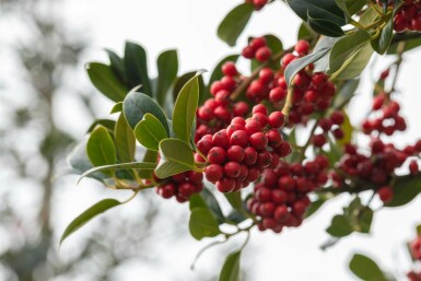 Stechpalme Ilex aquifolium 'J.C. Van Tol' strauch Ilex aquifolium 'J.C. Van Tol' Strauch