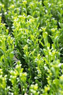 Japanische stechpalme Ilex crenata 'Fastigiata' strauch Ilex crenata 'Fastigiata' Strauch