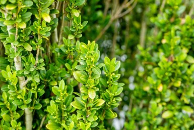 Japanische stechpalme Ilex crenata 'Fastigiata' strauch Ilex crenata 'Fastigiata' Strauch