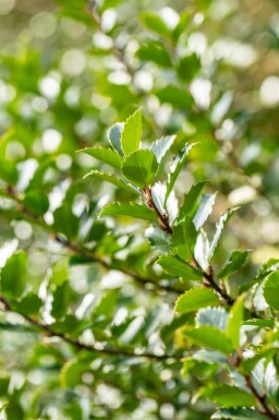 Stechpalme Ilex meserveae 'Blue Princess' strauch Ilex meserveae 'Blue Princess' Strauch