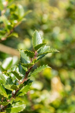 Stechpalme Ilex meserveae 'Blue Princess' strauch Ilex meserveae 'Blue Princess' Strauch