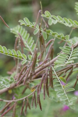 Indigostrauch Indigofera heterantha strauch Indigofera heterantha Strauch