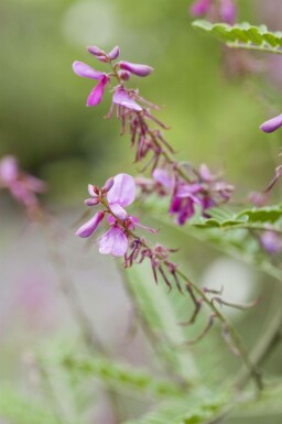 Indigostrauch Indigofera heterantha strauch Indigofera heterantha Strauch