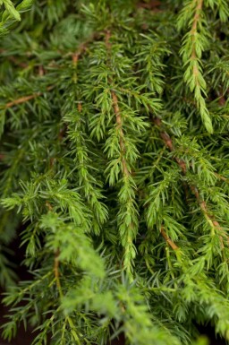 Gemeiner wacholder Juniperus communis 'Green Carpet' strauch Juniperus communis 'Green Carpet' Strauch
