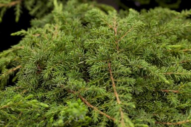 Gemeiner wacholder Juniperus communis 'Green Carpet' strauch Juniperus communis 'Green Carpet' Strauch