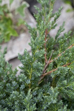 Niederer Zwerg-Wacholder Juniperus procumbens 'Nana' strauch Juniperus procumbens 'Nana' Strauch