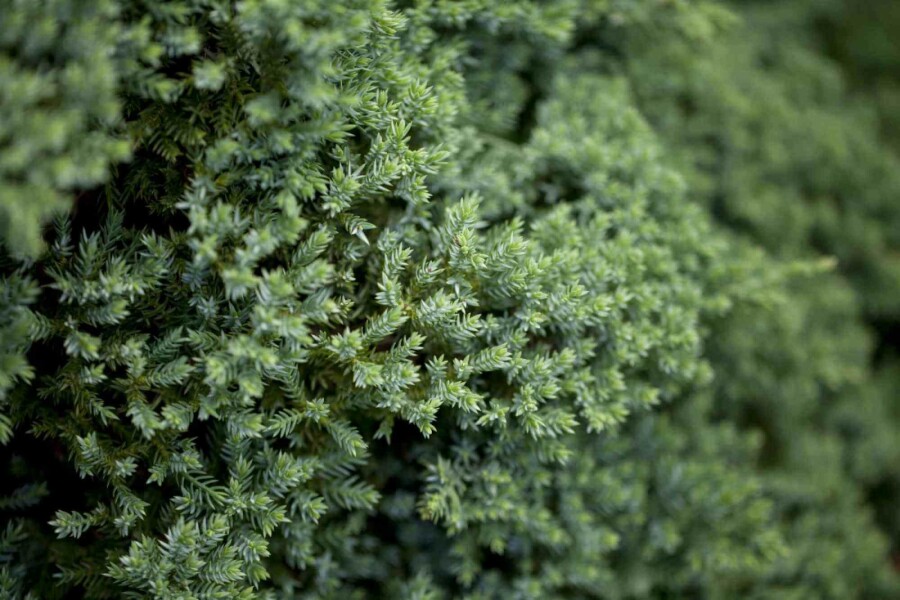 Niederer Zwerg-Wacholder Juniperus procumbens 'Nana' strauch Juniperus procumbens 'Nana' Strauch
