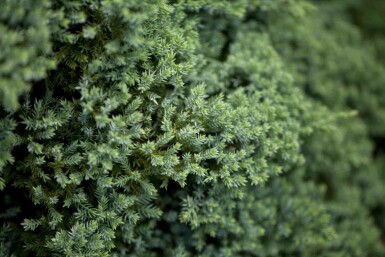 Niederer Zwerg-Wacholder Juniperus procumbens 'Nana' strauch Juniperus procumbens 'Nana' Strauch