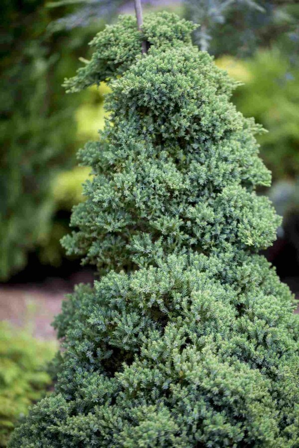 Niederer Zwerg-Wacholder Juniperus procumbens 'Nana' strauch Juniperus procumbens 'Nana' Strauch