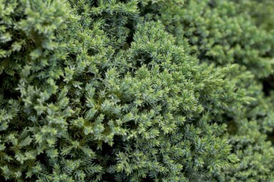 Niederer Zwerg-Wacholder Juniperus procumbens 'Nana' strauch Juniperus procumbens 'Nana' Strauch