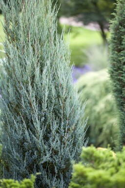 Blauer Zypressen-Wacholder Juniperus scopulorum 'Blue Arrow' strauch Juniperus scopulorum 'Blue Arrow' Strauch