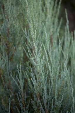 Blauer Zypressen-Wacholder Juniperus scopulorum 'Blue Arrow' strauch Juniperus scopulorum 'Blue Arrow' Strauch