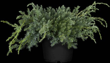 Blauer Kriech-Wacholder Juniperus squamata 'Blue Carpet' strauch Juniperus squamata 'Blue Carpet' Strauch