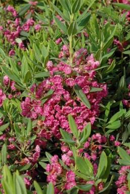 Berglorbeer Kalmia latifolia strauch Kalmia latifolia Strauch