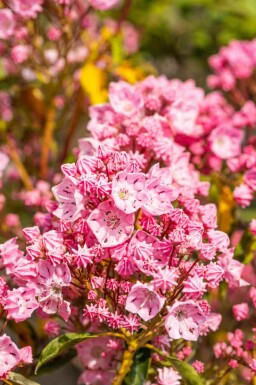 Berglorbeer Kalmia latifolia strauch Kalmia latifolia Strauch