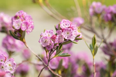 Löffelblättrige lorbeerrose Kalmia polifolia strauch Kalmia polifolia Strauch