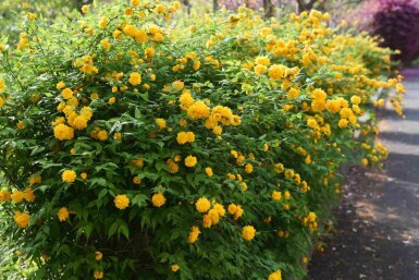 Ranunkelstrauch Kerria japonica strauch Kerria japonica Strauch