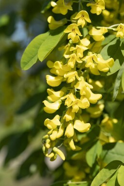 Goldregen Laburnum anagyroides strauch Laburnum anagyroides Strauch