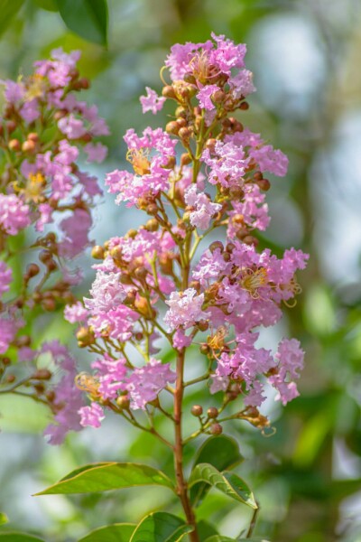 Indischer flieder Lagerstroemia indica strauch Lagerstroemia indica Strauch