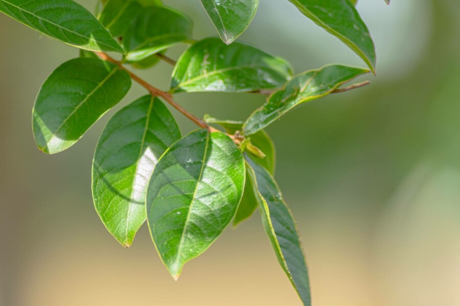 Indischer flieder Lagerstroemia indica strauch Lagerstroemia indica Strauch