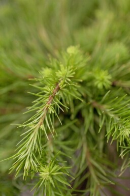 Japanische lärche Larix kaempferi strauch Larix kaempferi