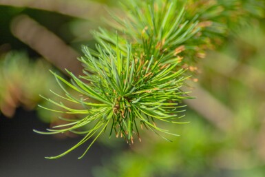 Japanische lärche Larix kaempferi strauch Larix kaempferi