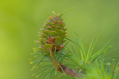 Japanische lärche Larix kaempferi strauch Larix kaempferi