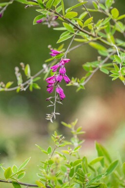 Buschklee Lespedeza thunbergii strauch Lespedeza thunbergii