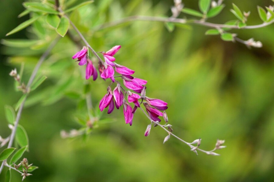 Buschklee Lespedeza thunbergii strauch Lespedeza thunbergii