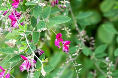 Buschklee Lespedeza thunbergii strauch Lespedeza thunbergii