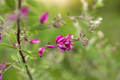 Buschklee Lespedeza thunbergii strauch Lespedeza thunbergii