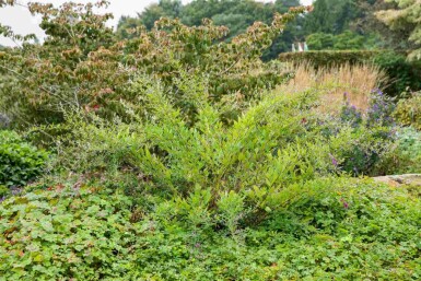 Buschklee Lespedeza thunbergii strauch Lespedeza thunbergii