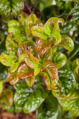 Traubenheide Leucothoe axillaris 'Curly Red' strauch Leucothoe axillaris 'Curly Red' Strauch