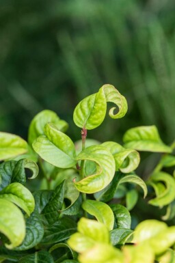 Traubenheide Leucothoe axillaris 'Curly Red' strauch Leucothoe axillaris 'Curly Red' Strauch