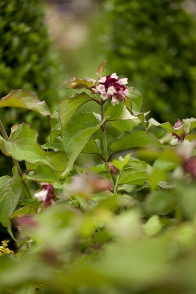 Karamellbeere Leycesteria formosa 'Purple Rain' strauch Leycesteria formosa 'Purple Rain' Strauch
