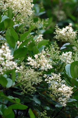 Japanischer liguster Ligustrum japonicum strauch Ligustrum japonicum Strauch