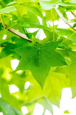 Amberbaum Liquidambar styraciflua strauch Liquidambar styraciflua Strauch