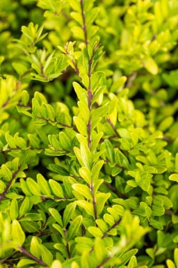 Böschungsmyrthe Lonicera pileata strauch Lonicera pileata Strauch