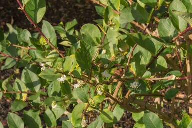 Wintergeißblatt Lonicera purpusii 'Winter Beauty' strauch Lonicera purpusii 'Winter Beauty' Strauch